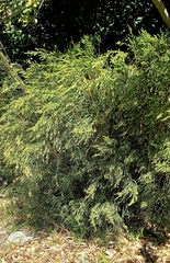 Passerina corymbosa