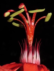 Passiflora tholozanii
