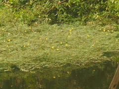 Neptunia oleracea