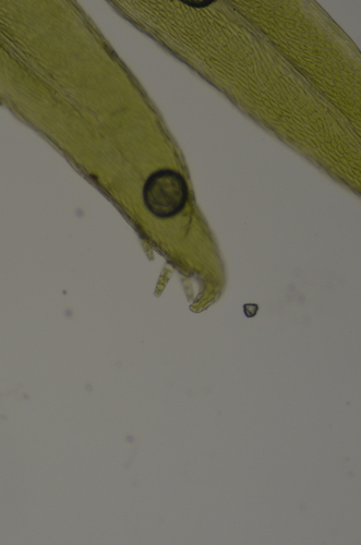 Image of Daltonia splachnoides by no rights reserved