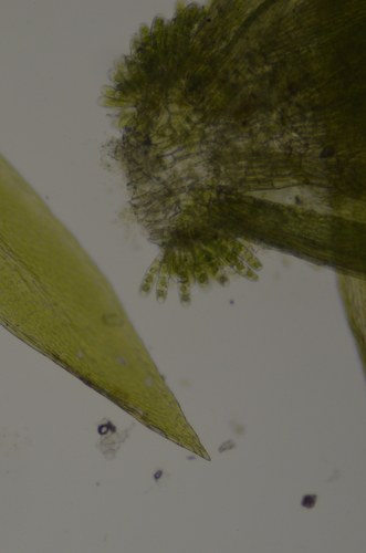 Image of Daltonia splachnoides by no rights reserved