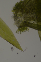 Daltonia splachnoides