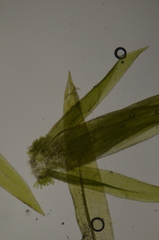 Daltonia splachnoides