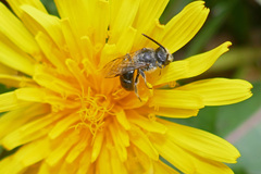 Leuchalictus