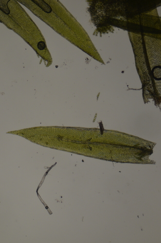 Image of Daltonia splachnoides by no rights reserved