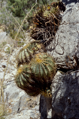 Ferocactus echidne echidne