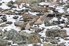 Tetraogallus altaicus