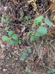 Ribes malvaceum malvaceum