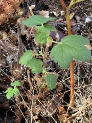 Ribes malvaceum malvaceum