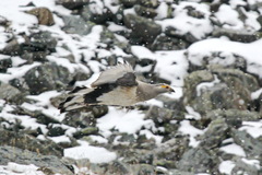 Tetraogallus altaicus