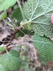 Ribes malvaceum malvaceum