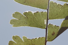 Adiantum caudatum