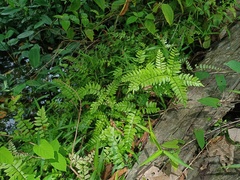 Adiantum latifolium