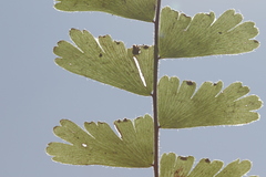 Adiantum caudatum
