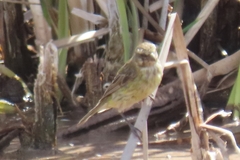 Crithagra flaviventris