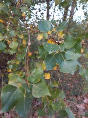 Populus × canadensis