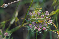 Uromenus brevicollis