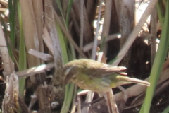 Crithagra flaviventris