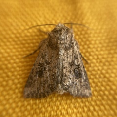 Mythimna languida