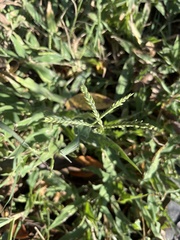Urochloa reptans