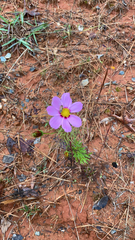 Cosmos bipinnatus