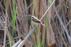 Crithagra flaviventris