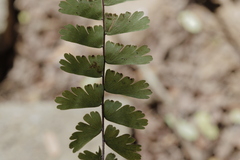Adiantum caudatum