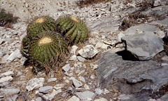 Echinocactus platyacanthus
