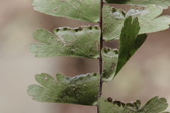 Adiantum caudatum