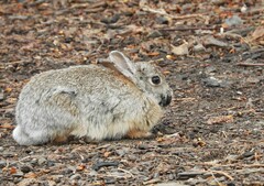 Sylvilagus nuttallii