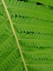 Sphaerostephanos polycarpos