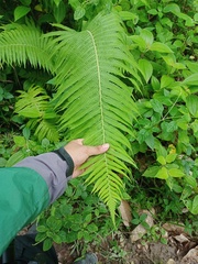 Sphaerostephanos polycarpos