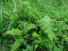 Sphaerostephanos polycarpos