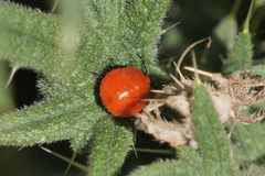 Stiretrus decastigmus