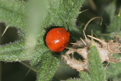 Stiretrus decastigmus