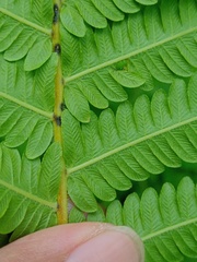 Sphaerostephanos polycarpos