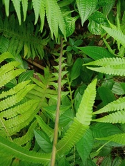 Sphaerostephanos polycarpos