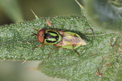 Hedriodiscus pulcher