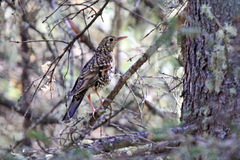 Zoothera aurea