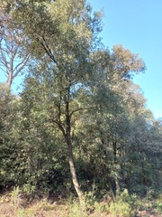 Quercus ilex