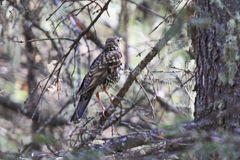 Zoothera aurea