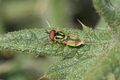 Hedriodiscus pulcher