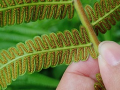 Sphaerostephanos polycarpos