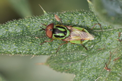 Hedriodiscus pulcher