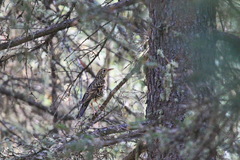 Zoothera aurea