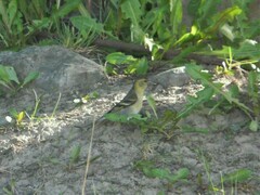 Spinus barbatus
