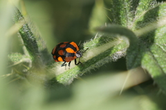 Stiretrus decastigmus