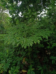 Amorphophallus