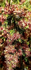 Passerina truncata