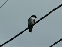 Tachycineta leucopyga